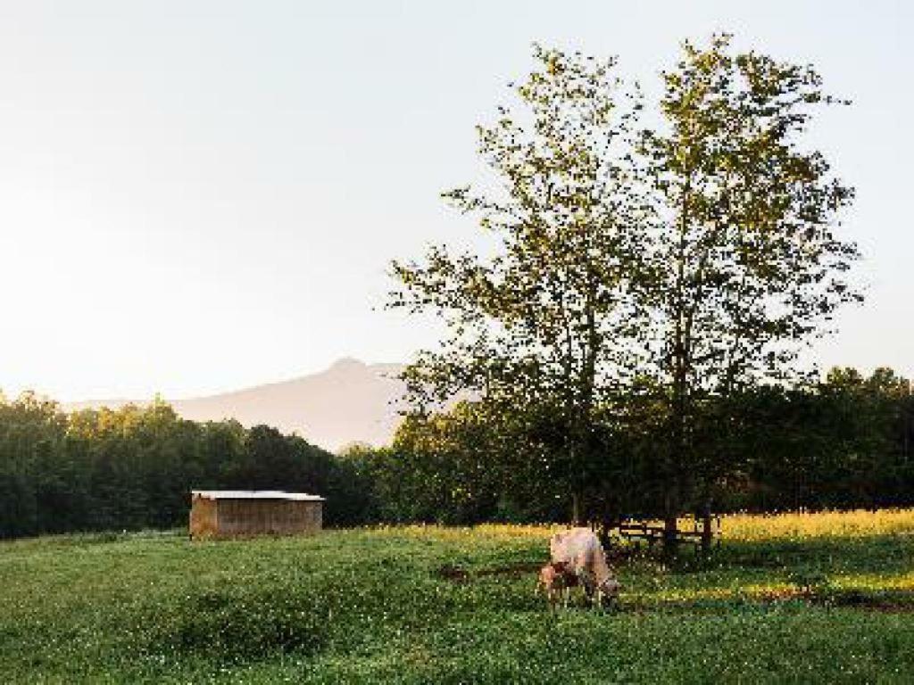 Pilot Mountain A Mighty Oak B&B חדר תמונה